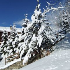 Les Soldanelles le jardin en hiver