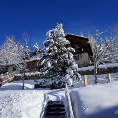 Les Soldanelles le jardin en hiver