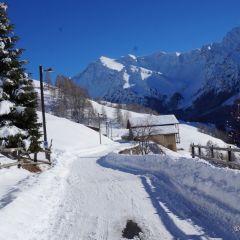 En haut des Soldanelles